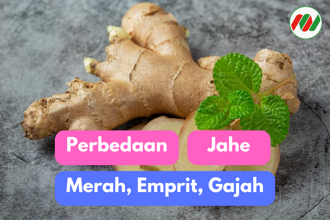 Menjelajah Jahe: Ketahui Perbedaan Jahe Merah, Jahe Emprit, dan Jahe Gajah